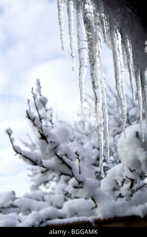 Eiszapfen hängen von einer Rinne mit Laub und Himmel im Hintergrund Stockfoto