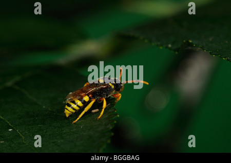 Kuckuck Bee (Nomada SP.) ruht auf Blatt, Oxfordshire, Vereinigtes Königreich. Stockfoto
