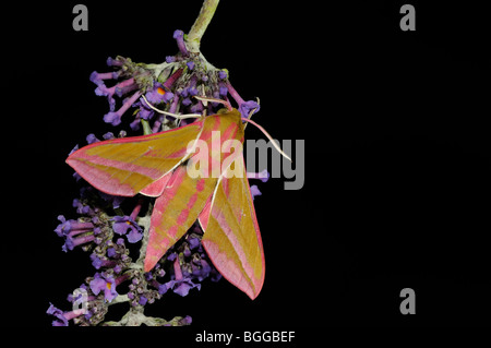 Elefant Hawkmoth (Deilephila Elpenor) ruht auf Sommerflieder Blume, Oxfordshire, Vereinigtes Königreich. Stockfoto