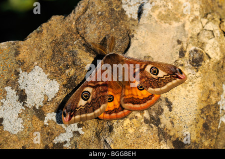 Kaiser-Motte (Saturnia Pavonia) männlich ruht auf Felsen am Abend Licht, Yorkshire, Großbritannien. Stockfoto