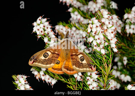 Kaiser-Motte (Saturnia Pavonia) männlich ruht auf Heidekraut, Yorkshire, Großbritannien. Stockfoto