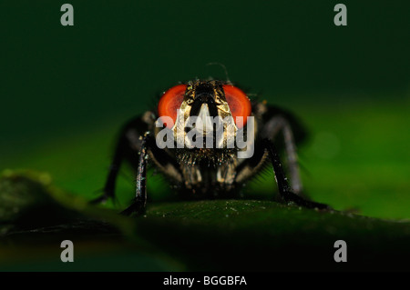 Fleisch-Fly (Sarcophaga Carnaria) in Ruhe am Blatt, Oxfordshire, Vereinigtes Königreich. Stockfoto