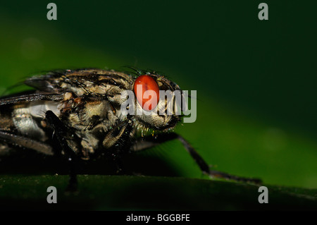 Fleisch-Fly (Sarcophaga Carnaria) in Ruhe am Blatt, Oxfordshire, Vereinigtes Königreich. Stockfoto