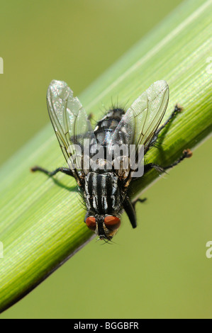 Fleisch-Fliege (Sarcophaga Carnaria) in Ruhe an Grashalm, Oxfordshire, Vereinigtes Königreich. Stockfoto