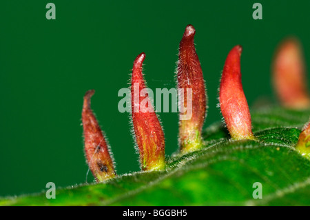 Nagel-Gall Milbe (Eriophyes Tiliae) Gallen an (Tilia) Lindenblatt, Oxfordshire Kalk. Stockfoto