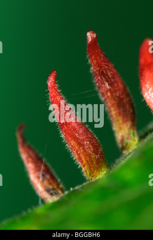 Lime Nagel-Gall Mite (Eriophyes Tiliae) Gallen an Lindenblatt (Tilia), Oxfordshire, Vereinigtes Königreich. Stockfoto