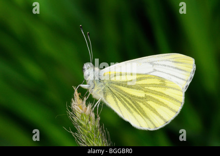 Grün-veined weiß Schmetterling (Pieris Napi) ruht auf Rasen Seedhead, Oxfordshire, Vereinigtes Königreich. Stockfoto