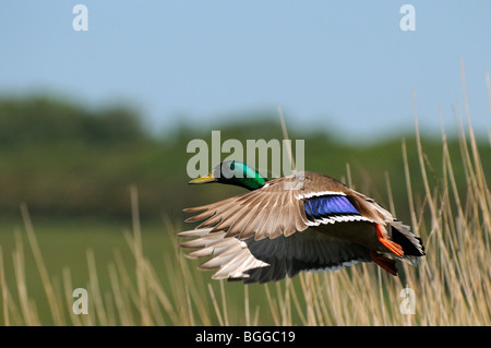 Mallard Ente (Anas Platyrhynchos) männlich Flug von Schilfbeetes, Oxfordshire, Vereinigtes Königreich. Stockfoto