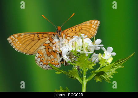 Marsh Fritillary Butterfly (Eurodryas Aurinia) ruht auf Wilder Senf Blume, Oxfordshire, Vereinigtes Königreich. Stockfoto