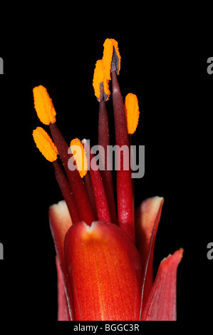 Phormium (Phormium Tenax) Nahaufnahme Blume wächst im Garten, Oxfordshire, Vereinigtes Königreich. Stockfoto
