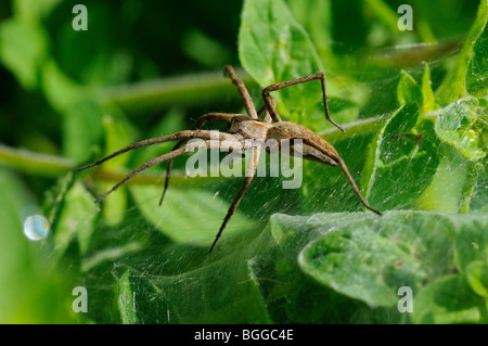 Wolfspinne (Pisaura Mirabilis) ruht auf nursey Web, Oxfordshire, Vereinigtes Königreich. Stockfoto