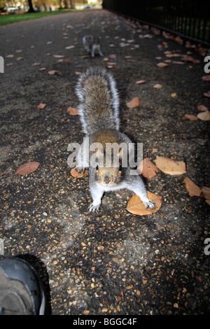 Eine graue Eichhörnchen im Hyde Park, Zentral-London, UK. Stockfoto