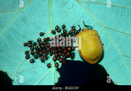 Harlekin Stink Bug, ein Schild-backed Fehler (Tectocoris Diophthalmus) weiblich Stand in der Nähe ihre frisch geschlüpften Nymphen Australien Stockfoto