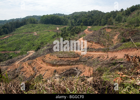 Waldrodung zwischen Tambunan und Ranau in Sabah Malaysia Palmöl Entwicklung vorzubereiten Stockfoto