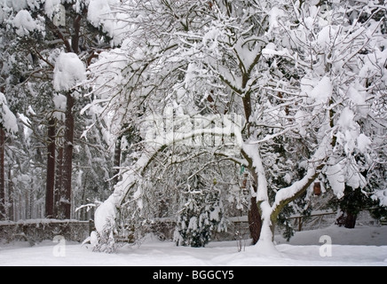 Schneebedeckte Bäume im Nethybridge, Schottland Stockfoto