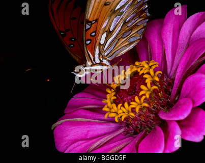 Gulf Fritillary, Dione Vanillae Fütterung auf Zinnie im Garten in Texas Stockfoto