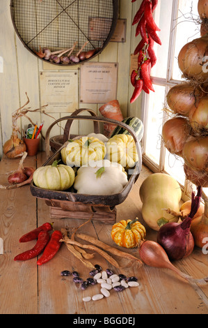 RUSTIKALE POTTING SHED BANK STILLLEBEN MIT HERBST KÜRBISSE, CHILI UND SCHALOTTEN, NORFOLK, UK, SEPTEMBER Stockfoto