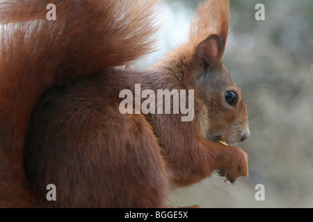 Eichhörnchen (Sciurus Vulgaris), Weiblich, ein Stück Käse zu essen. Stockfoto