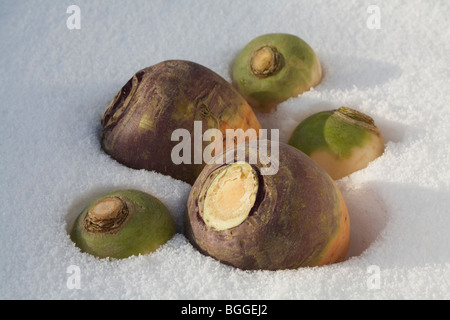 Schweden Rutabaga Brassica Napobrassica getrimmt Verlegung im Winterschnee mit Rüben Manchester Markt Vielfalt Stockfoto