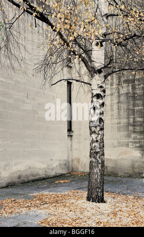 Silber-Birke in innerstädtischer Lage Stockfoto