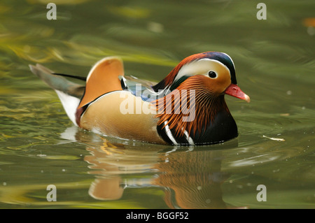 Mandarinente (Aix Galericulata), Zoologischer Garten Augsburg, Deutschland, Seitenansicht Stockfoto