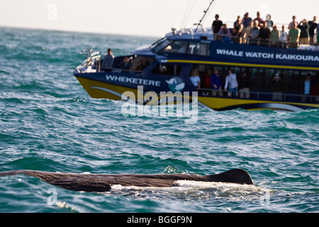 Kaikoura Walbeobachtung Stockfoto