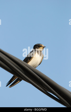 Rauchschwalbe (Hirundo Rustica) sitzt auf einer Hochspannungsleitung, Nahaufnahme, niedrigen Winkel Ansicht Stockfoto