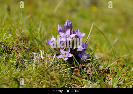 Gentiana (Gentiana) wächst auf einer Wiese, Nahaufnahme Stockfoto