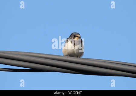 Rauchschwalbe (Hirundo Rustica) sitzt auf einer Hochspannungsleitung, Nahaufnahme, niedrigen Winkel Ansicht Stockfoto