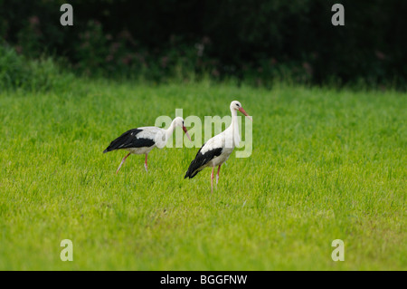 Zwei Weißstörche (Ciconia Ciconia) auf der Wiese, Steiermark, Österreich Stockfoto