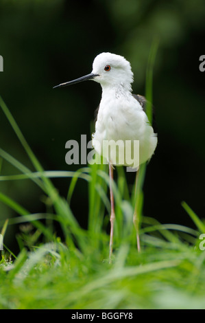 Stelzenläufer (Himantopus Himantopus) auf Rasen, Nahaufnahme, Vorderansicht Stockfoto