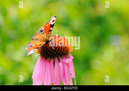 Tagpfauenauge (Inachis Io) sitzt auf einer Blume, Bayern, Deutschland, Nahaufnahme Stockfoto