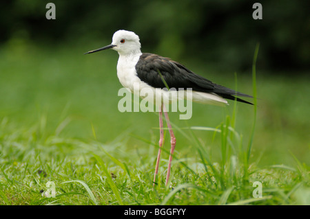 Stelzenläufer (Himantopus Himantopus) auf einer Wiese, close-up, Seitenansicht Stockfoto