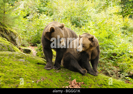 Zwei braune Bär, Ursus arctos Stockfoto