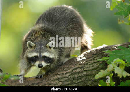 Waschbär, Procyon lotor Stockfoto