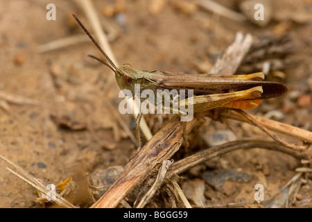 Heuschrecke, Seitenansicht Stockfoto