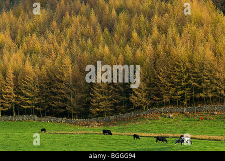 Eine grafische Landschaftsbild mit goldenen gefiederten Kiefern im vollen Herbstfarbe und ein Feld mit Kühen Stockfoto