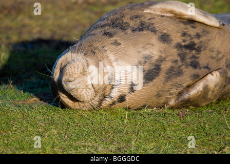 Eine junge grau seal Pup Halichoerus Grypus auf eine Sandbank bei Donna Nook, Lincolnshire, England, UK Stockfoto