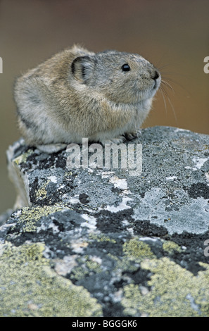 Collared Pika (Ochotona Collaris) auf einem Stein sitzend, Denali National Park, USA, Seitenansicht, close-up Stockfoto