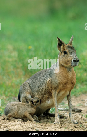 Patagonische Mara (Dolichotis Patagonum) Spanferkel Pup, Schleswig-Holstein, Deutschland, Nahaufnahme Stockfoto