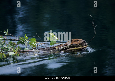 Nordamerikanische Biber (Castor Canadensis) schwimmen mit Zweig, Denali National Park, USA Stockfoto
