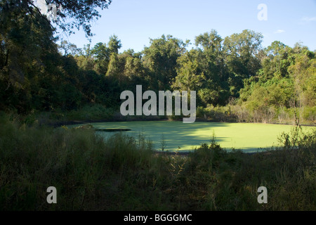 Doline, Karst Fenster, Florida Stockfoto