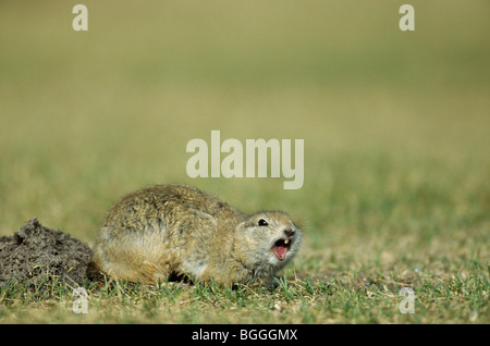 Richardsons Ziesel (Spermophilus Richardsonii) mit der Aufforderung, Elk Island National Park, Alberta, Kanada Stockfoto