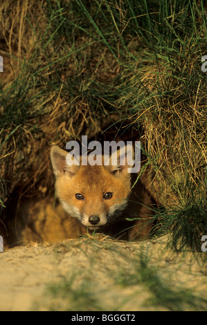Rotfuchs (Vulpes Vulpes) aus seiner Burrow, Schleswig-Holstein, Deutschland, Vorderansicht Stockfoto