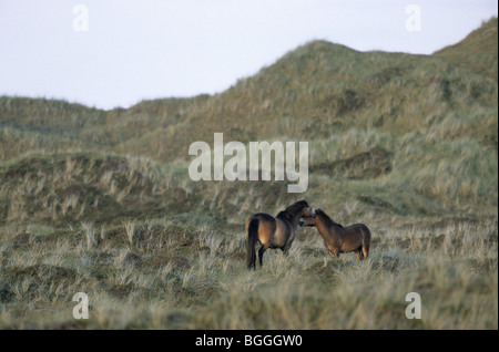 Zwei Exmoor Ponys (Equus Ferus Caballus) stehen in eine Graslandschaft, Texel, Niederlande Stockfoto