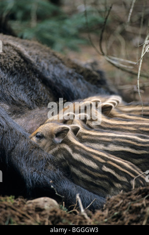 Wildschwein weiblich (Sus Scrofa) Spanferkel Ferkel, Schleswig-Holstein, Deutschland, Nahaufnahme Stockfoto