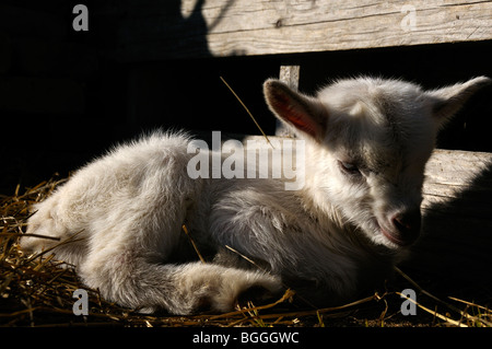 Stock Foto von einem einzigen weiße Ziege Kind. Die Ziege war eine Kreuzung zwischen seiner Mutter ein Pygmäe Ziege und ein Saanen Ziege. Stockfoto