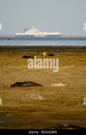 Eine Gruppe von Kegelrobben (Halichoerus Grypus) auf eine Sandbank mit einem Schiff vorbei in den Hintergrund bei Donna Nook, Lincolnshire. Stockfoto