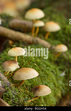 Schöne Makro Nahaufnahme von Wald Pilze wachsen in einer englischen Wald im Herbst Stockfoto