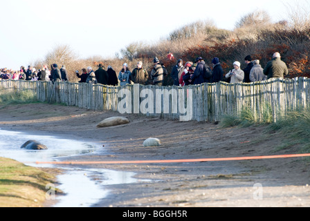 Eine Gruppe von Menschen beobachten Kegelrobben (Halichoerus Grypus) bei Donna Nook, Lincolnshire, England, UK Stockfoto